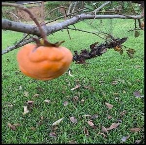 Meet your Posher, Viet